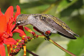 Anna's Hummingbird