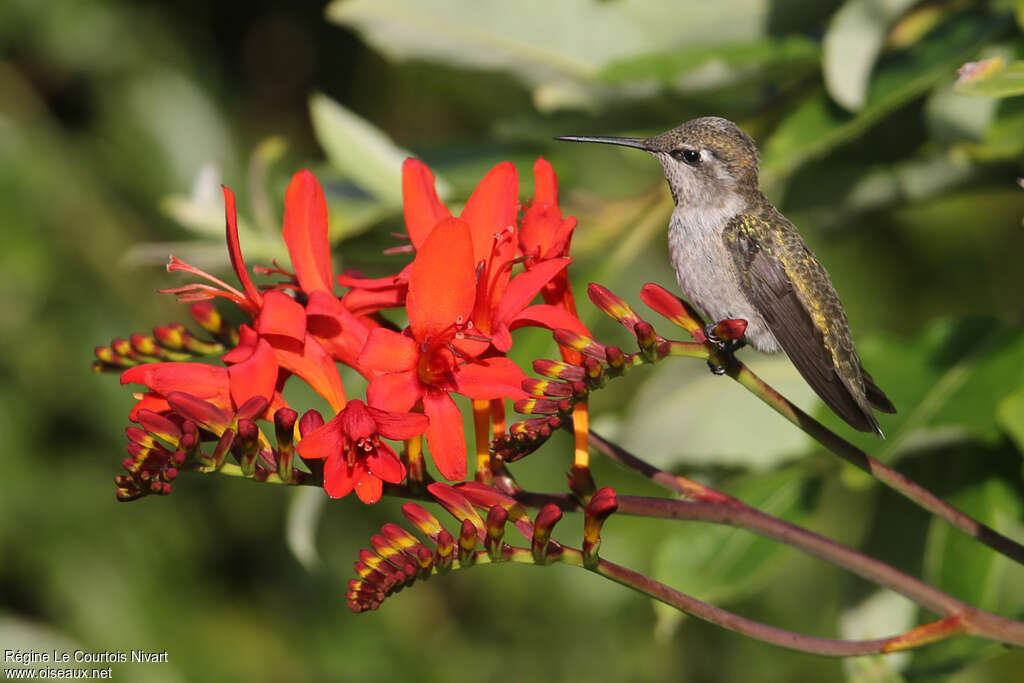 Colibri d'Anna femelle adulte, identification