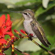 Anna's Hummingbird