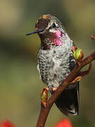 Anna's Hummingbird