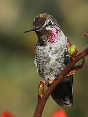 Colibri d'Anna