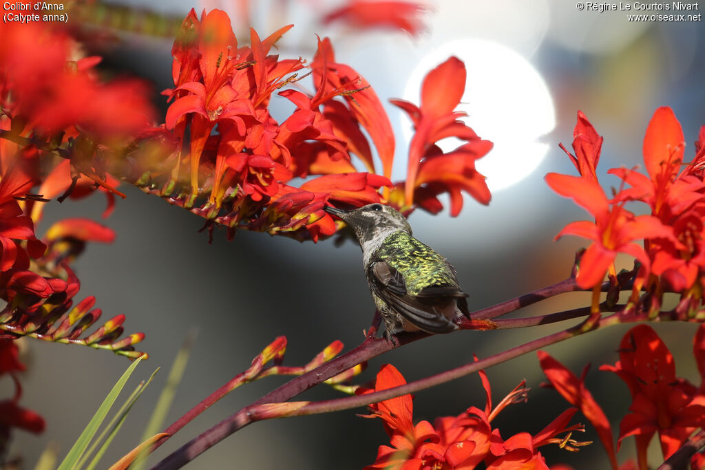 Anna's Hummingbird