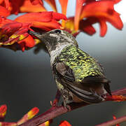 Anna's Hummingbird