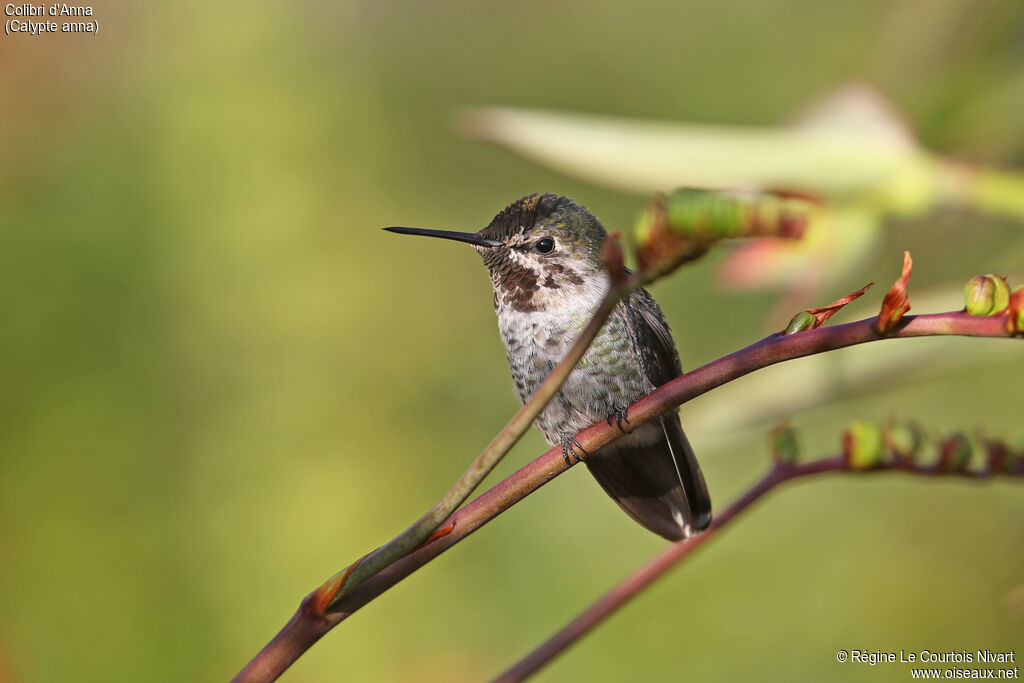 Anna's Hummingbird