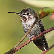 Anna's Hummingbird