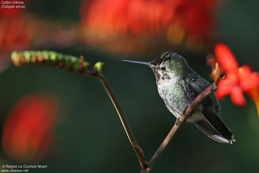 Anna's Hummingbird