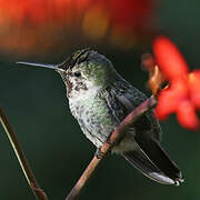 Anna's Hummingbird