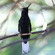 Colibri demi-deuil