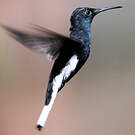 Colibri demi-deuil