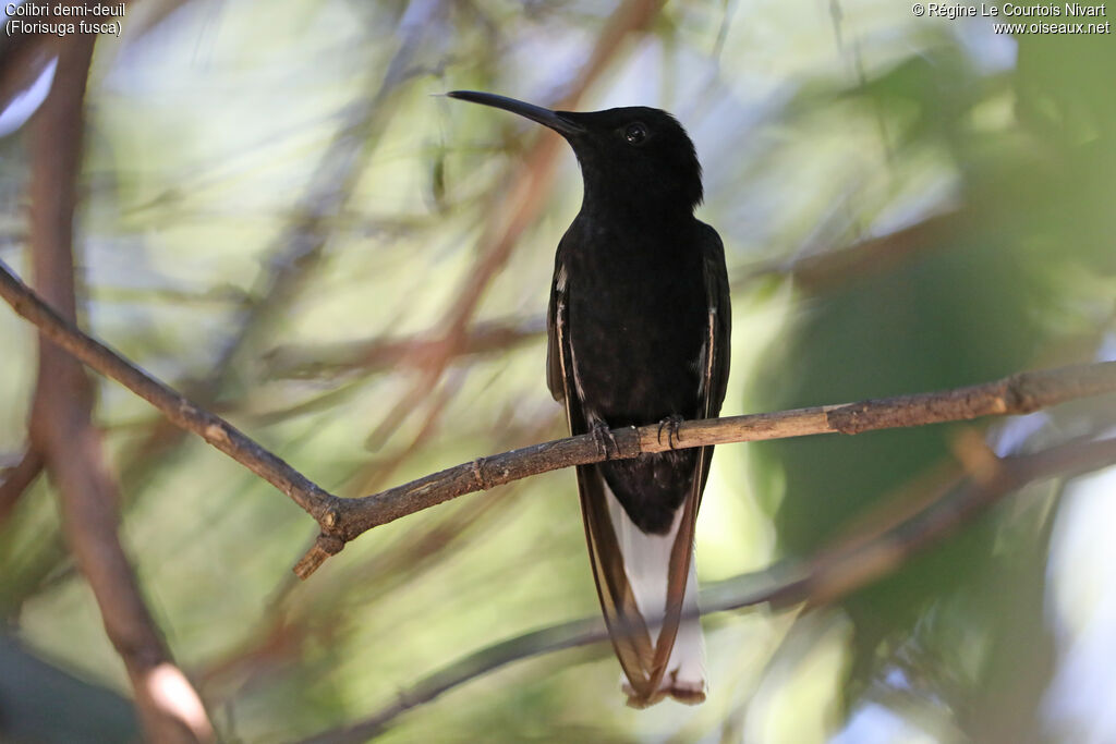 Colibri demi-deuil