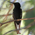 Colibri demi-deuil