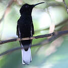 Colibri demi-deuil
