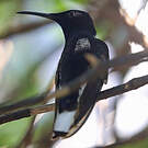 Colibri demi-deuil