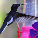 Colibri demi-deuil