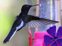 Colibri demi-deuil