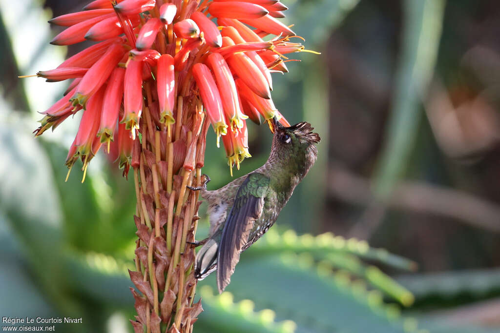 Colibri du Chiliadulte, régime