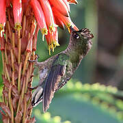 Green-backed Firecrown