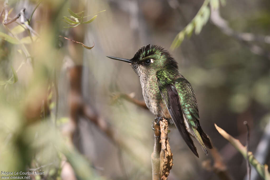 Green-backed Firecrown female adult, identification