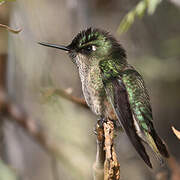 Green-backed Firecrown