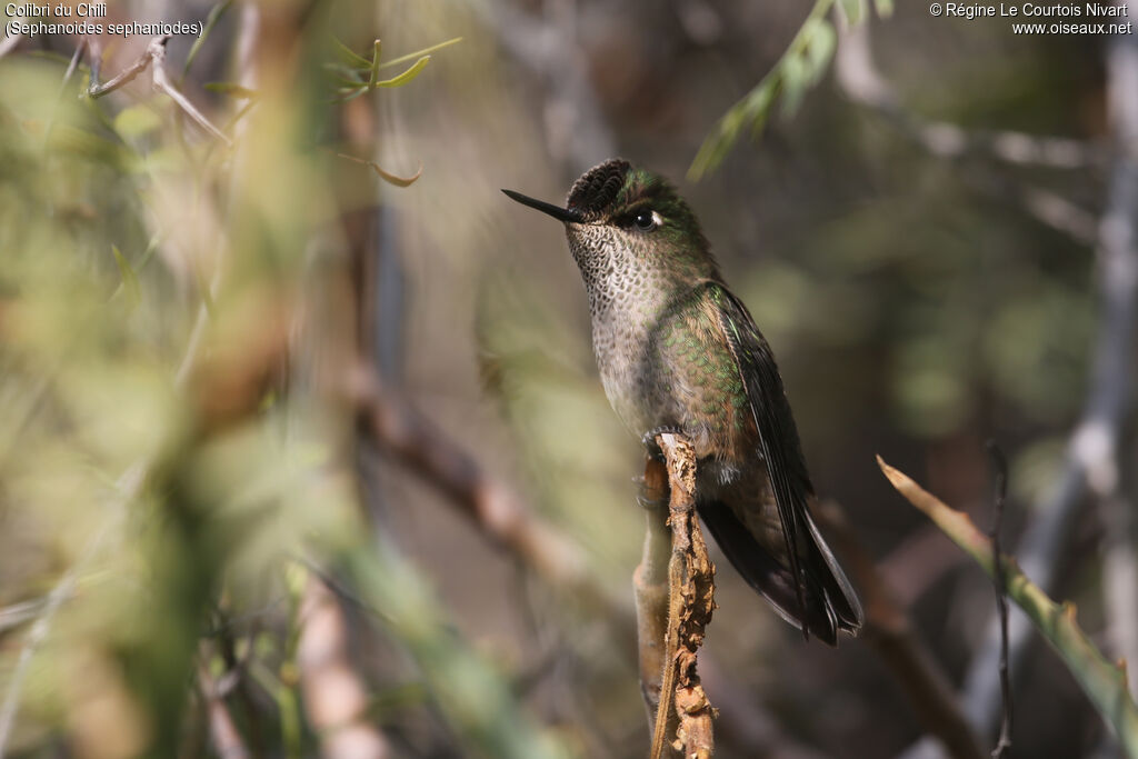 Colibri du Chili