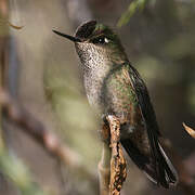 Green-backed Firecrown