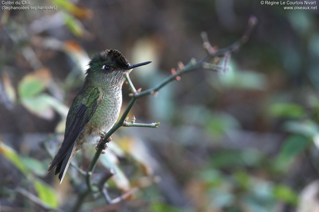 Green-backed Firecrown