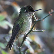 Green-backed Firecrown