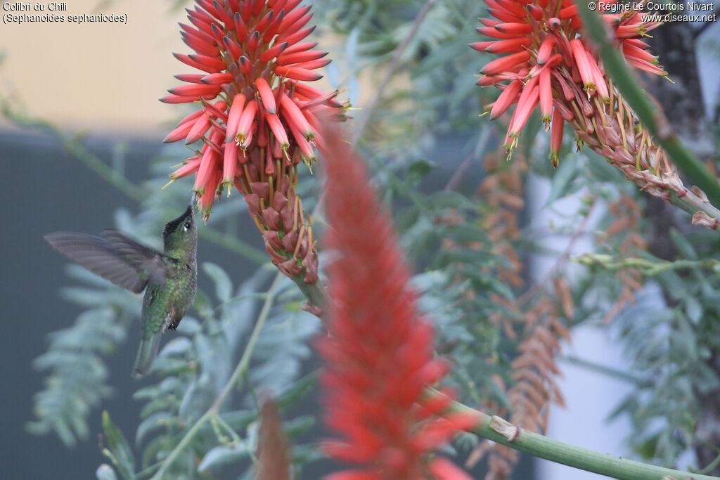 Green-backed Firecrown