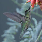 Green-backed Firecrown