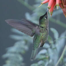 Colibri du Chili