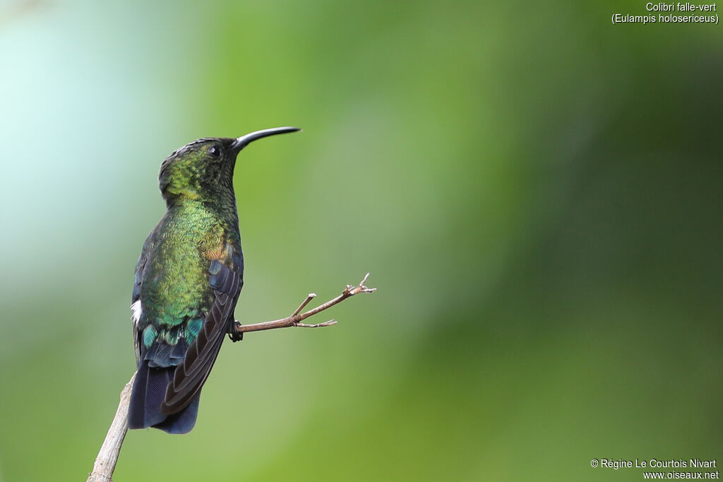 Green-throated Carib