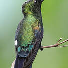 Colibri falle-vert
