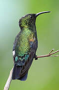 Green-throated Carib