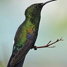 Colibri falle-vert