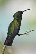 Green-throated Carib