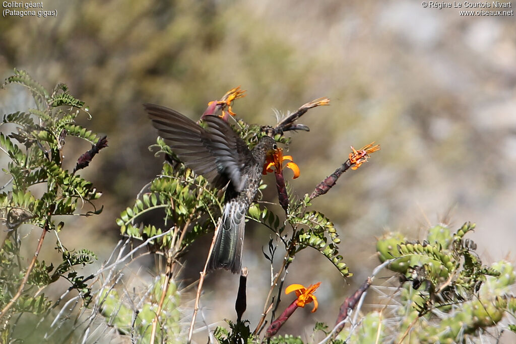 Giant Hummingbird