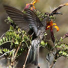 Colibri géant