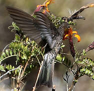 Giant Hummingbird