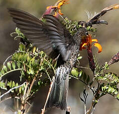 Colibri géant