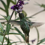 Colibri grivelé