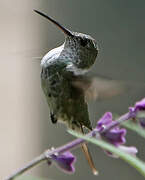 Many-spotted Hummingbird