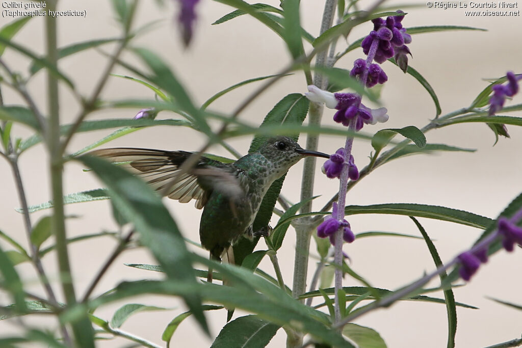 Colibri grivelé