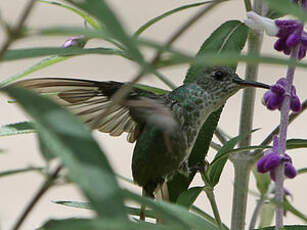 Colibri grivelé