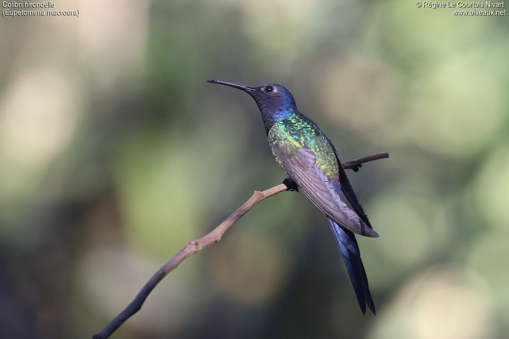 Swallow-tailed Hummingbird