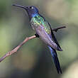 Colibri hirondelle