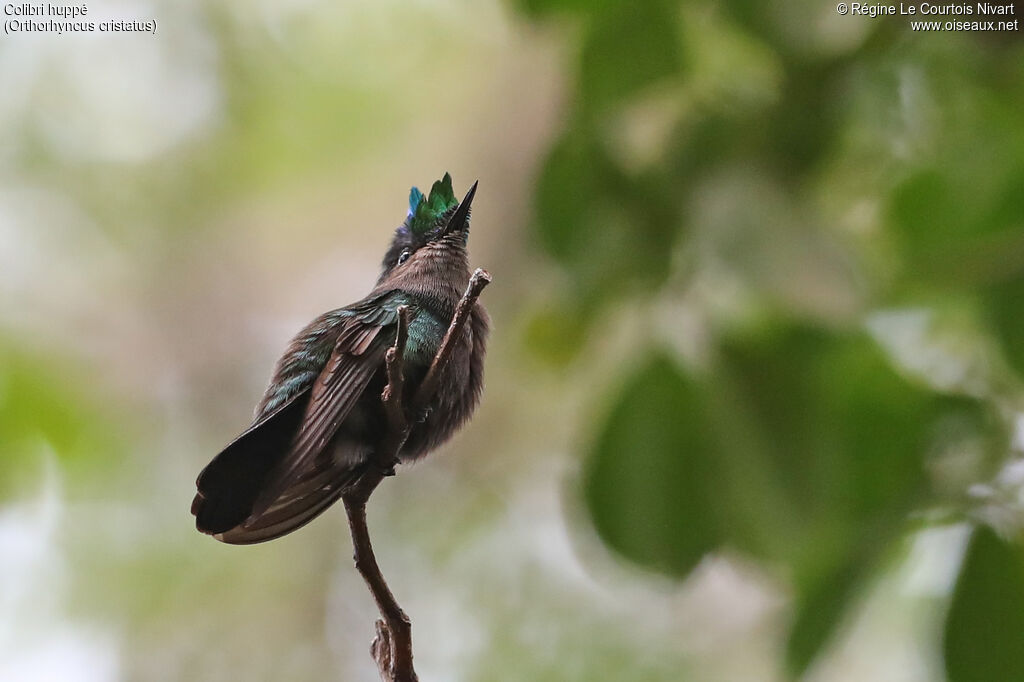 Antillean Crested Hummingbird