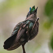 Antillean Crested Hummingbird