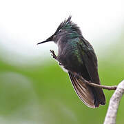 Antillean Crested Hummingbird