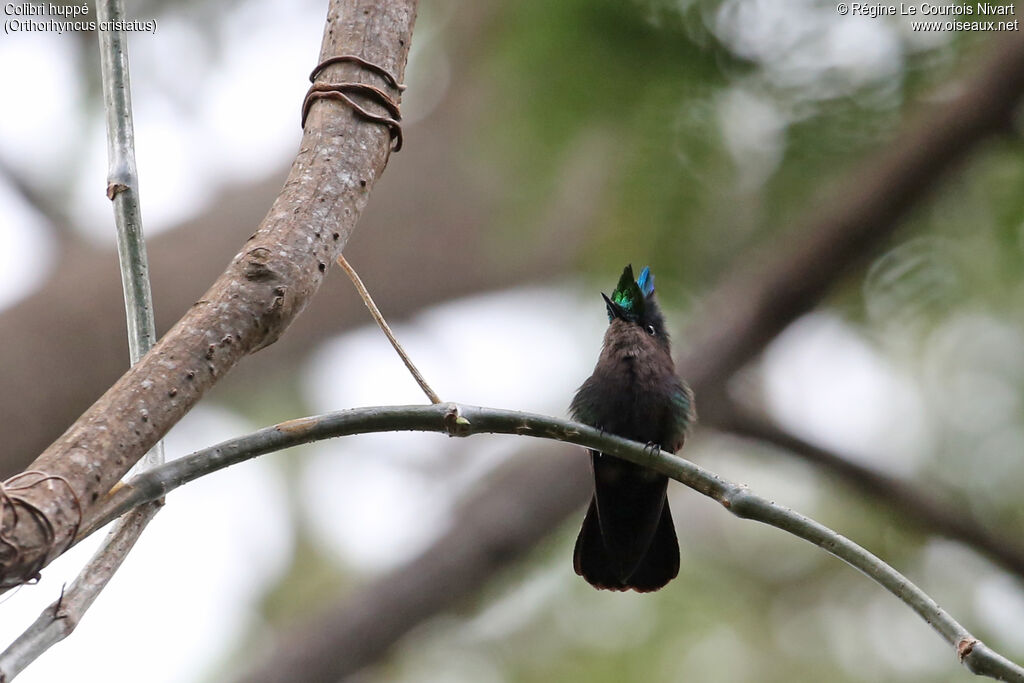 Colibri huppé