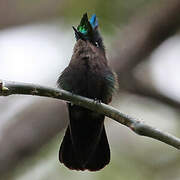 Antillean Crested Hummingbird